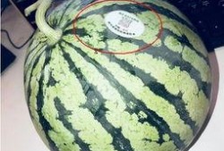 网红内幕吃瓜,一场吃瓜群众的狂欢盛宴