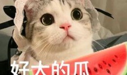 网红内幕吃瓜,一场吃瓜群众的狂欢盛宴