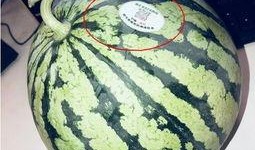 河北吃瓜网红,揭秘网络红人的幕后生活