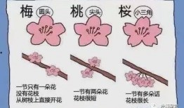 吃瓜梅花免费观看,吃瓜梅花，尽在指尖