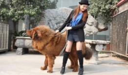 藏獒先生爆料视频大全最新,揭秘视频大全背后的惊人真相