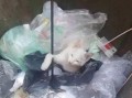 新生社视频被爆料怎么处理,应对策略与反思
