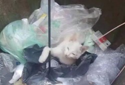 新生社视频被爆料怎么处理,应对策略与反思