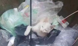 新生社视频被爆料怎么处理,应对策略与反思