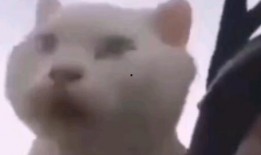 猫叫视频在线观看