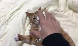 猫叫视频在线观看