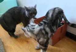 猫叫视频在线观看