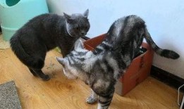 猫叫视频在线观看