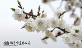 吃瓜梅花免费观看,吃瓜梅花，尽在指尖